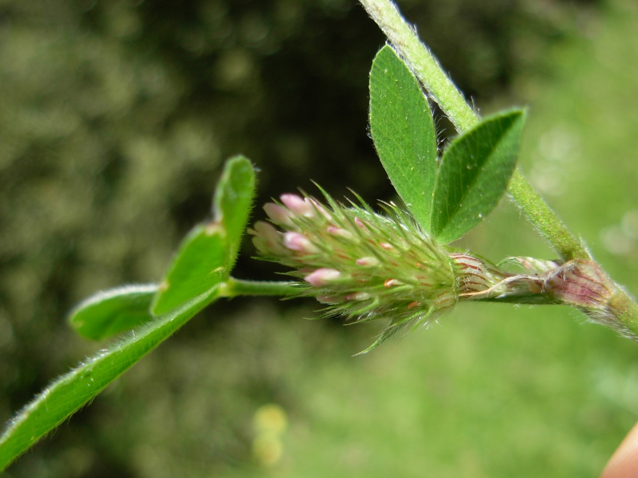 Trifolium striatum subsp. tenuiflorum (Ten.) Arcang.